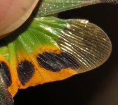 Odontoptera carrenoi