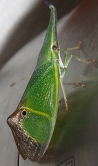 Odontoptera carrenoi
