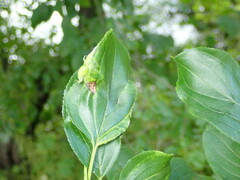 Trichochermes walkeri