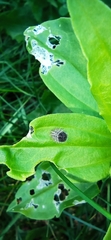 Subcoccinella vigintiquatuorpunctata