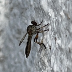 Ommatius floridensis