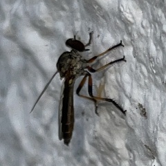 Ommatius floridensis