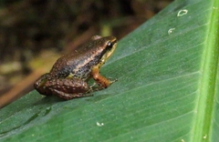 Leucostethus fraterdanieli