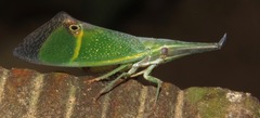 Odontoptera carrenoi
