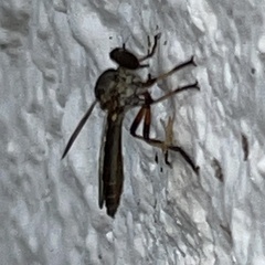 Ommatius floridensis