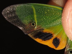 Odontoptera carrenoi