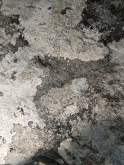 Protoblastenia incrustans