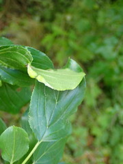 Trichochermes walkeri
