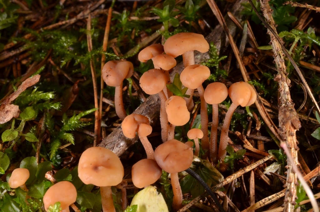 cinnamon jellybaby