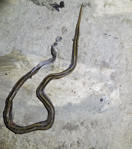 Striped Ethiopian Snake