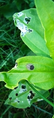 Subcoccinella vigintiquatuorpunctata