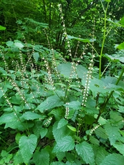 Scutellaria altissima