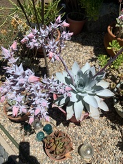 Echeveria cante