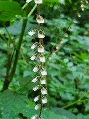 Scutellaria altissima