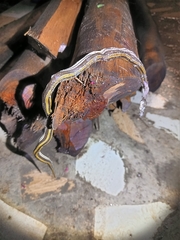 Pseudoboodon lemniscatus