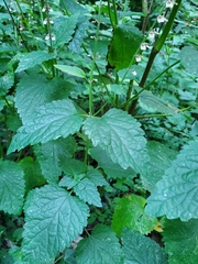 Scutellaria altissima