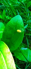 Subcoccinella vigintiquatuorpunctata