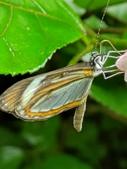 Dismorphia theucharila