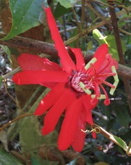 Coccinea