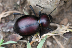 Mariazofia hirtipes