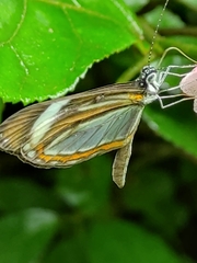 Dismorphia theucharila