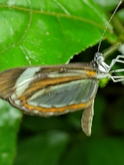 Dismorphia theucharila