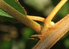 Coccinea