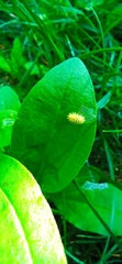 Subcoccinella vigintiquatuorpunctata