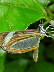 Dismorphia theucharila