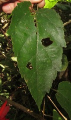 Coccinea