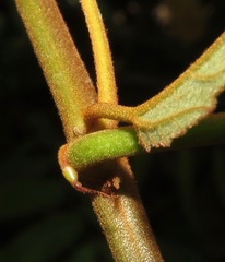 Coccinea