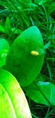 Subcoccinella vigintiquatuorpunctata