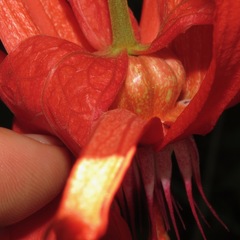 Coccinea