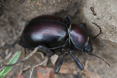 Mariazofia hirtipes
