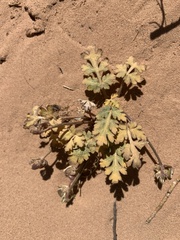 Cymopterus newberryi