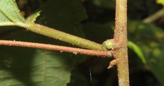 Coccinea