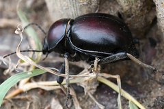 Mariazofia hirtipes
