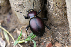 Mariazofia hirtipes