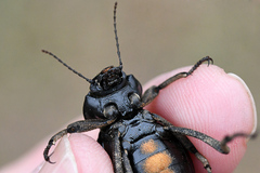 Mariazofia hirtipes