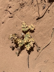 Cymopterus newberryi
