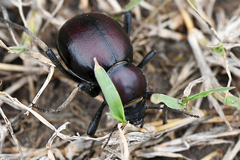 Mariazofia hirtipes
