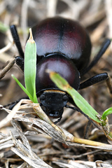 Mariazofia hirtipes