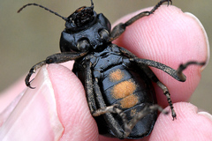 Mariazofia hirtipes