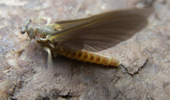 Ephemerella subvaria