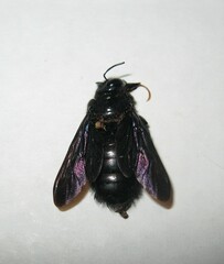 Xylocopa griswoldi