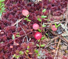 Vaccinium microcarpum