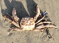 Cyrtograpsus angulatus