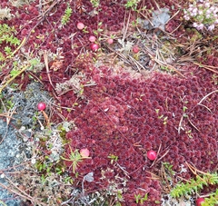 Vaccinium microcarpum