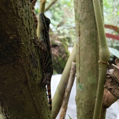 Anolis aquaticus