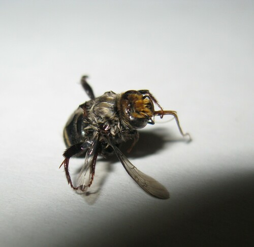 Margined Turret Bee
